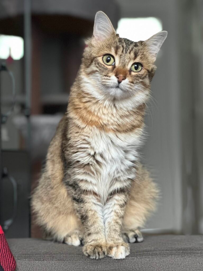 toilettage chien et chat à domicile - Image de Moka, un chat de couleur marron